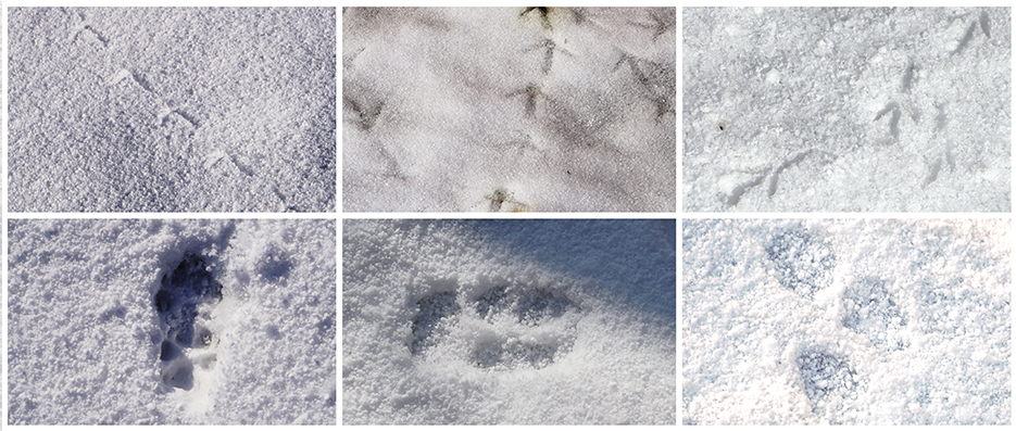 雪上の足跡