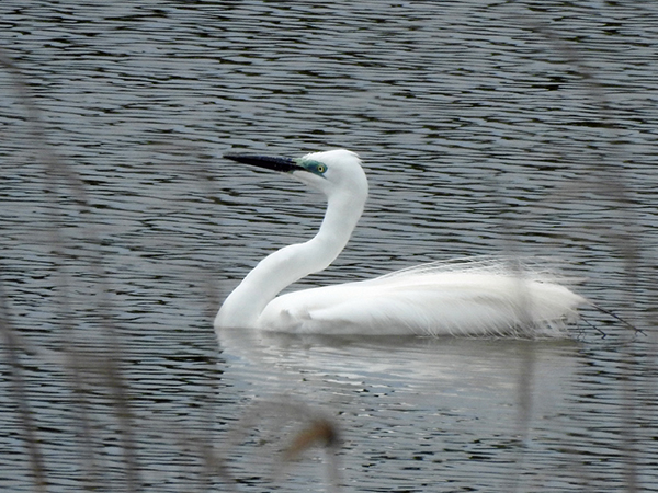 ダイサギ ダイサギ