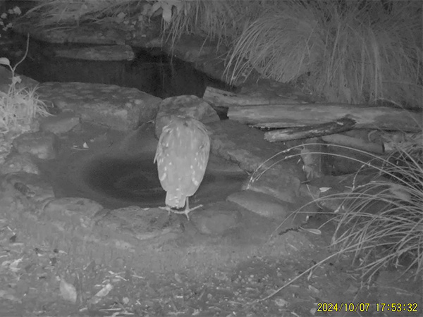 ゴイサギ カルガモ