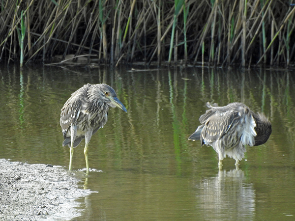 ゴイサギ ゴイサギ