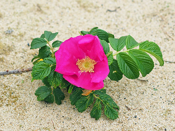 ハマナス ハマナス