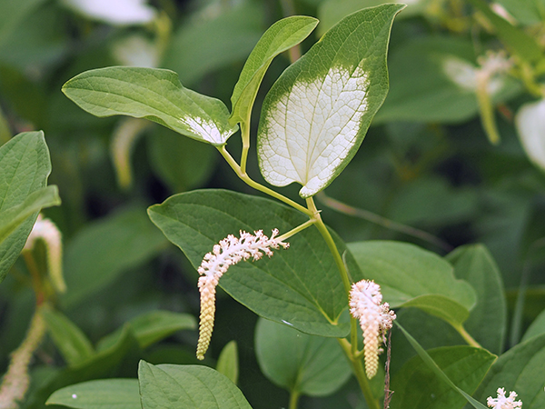 ハンゲショウ ハンゲショウ