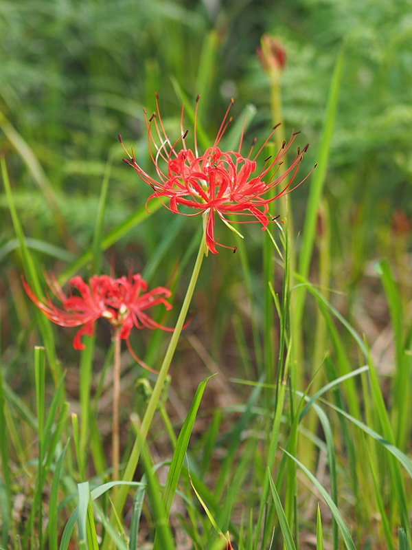 ヒガンバナ ヒガンバナ