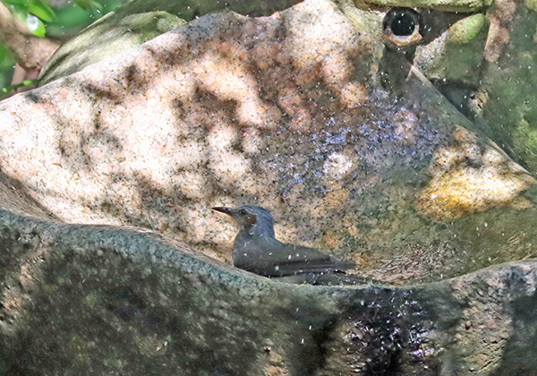 ヒヨドリ ヒヨドリ