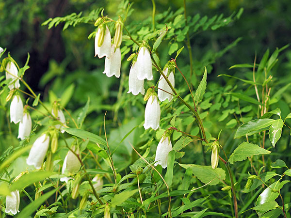 ホタルブクロ ホタルブクロ