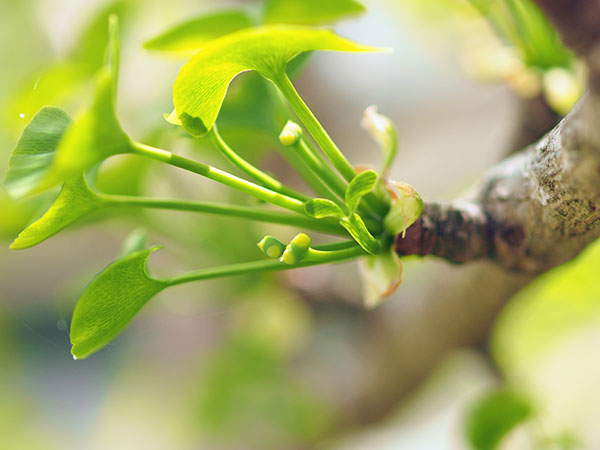 イチョウの雌木 イチョウの雌木