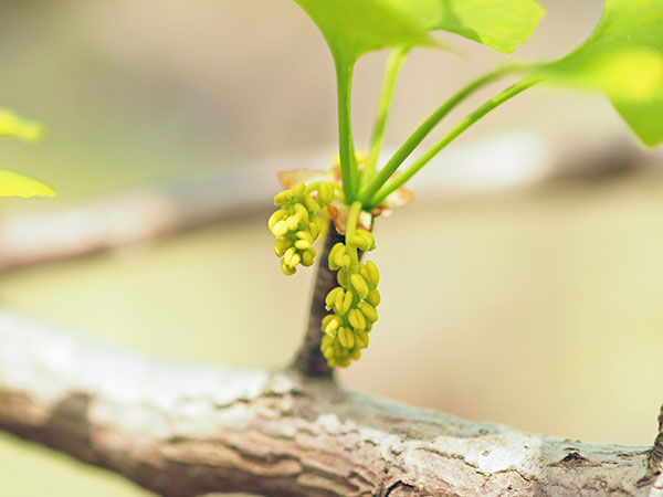 イチョウの雄木 イチョウの雄木