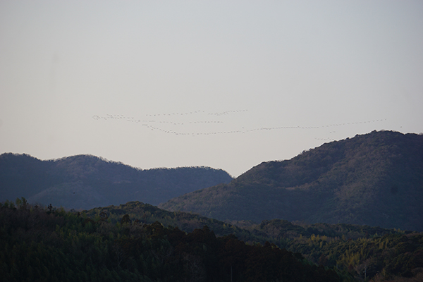 マガンの北帰 マガンの北帰