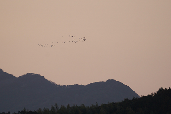 マガンの北帰 マガンの北帰