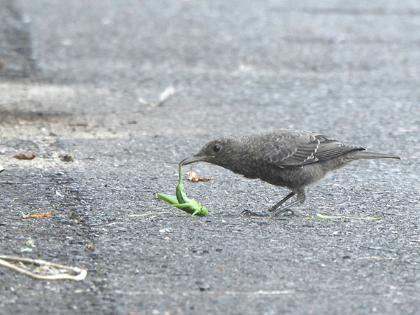 イソヒヨドリの幼鳥 イソヒヨドリの幼鳥