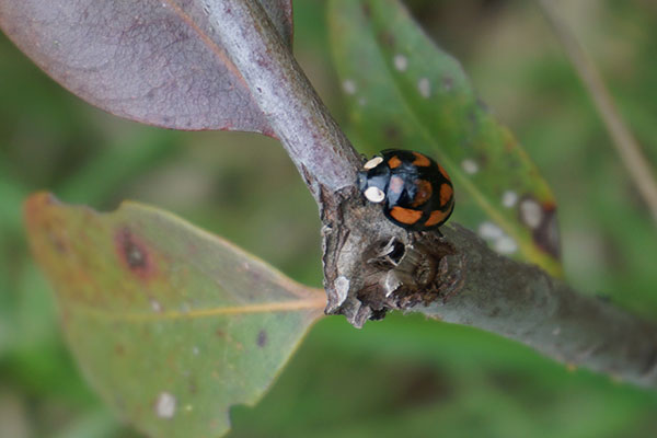 カメノコテントウ カメノコテントウ