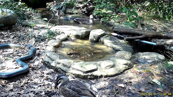 カルガモ カルガモ