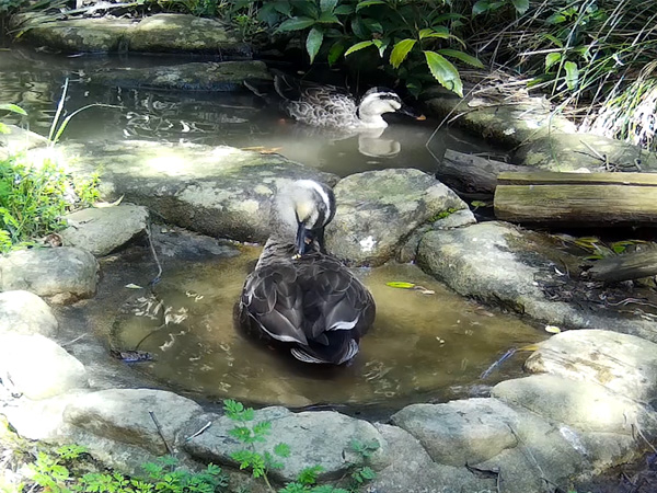 カルガモ カルガモ