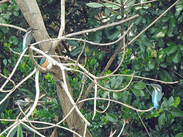 カワセミ カワセミ