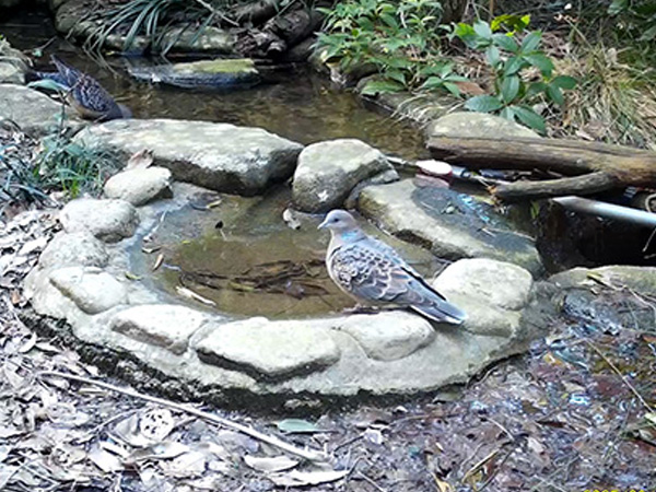 キジバト キジバト