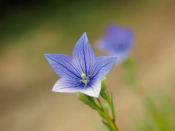 キキョウ キキョウ