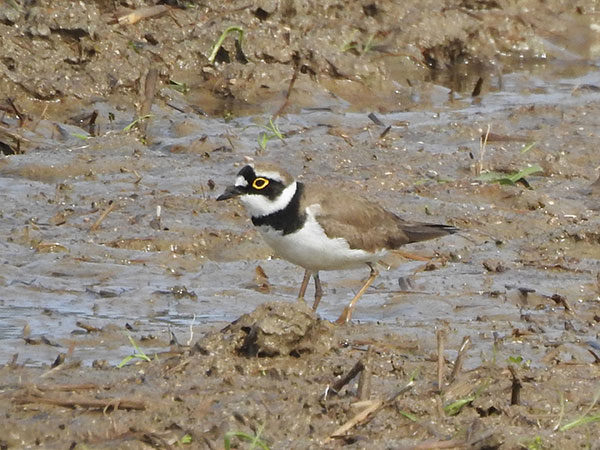 コチドリ コチドリ