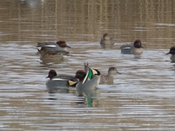 マガン&ちょこっとヒシクイ マガン&ちょこっとヒシクイ