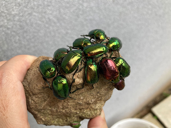 コガネムシ コガネムシ