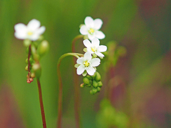 モウセンゴケの花 モウセンゴケの花