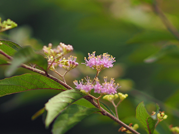 ムラサキシキブ ムラサキシキブ