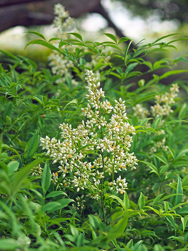 ナンテンの花 ナンテンの花