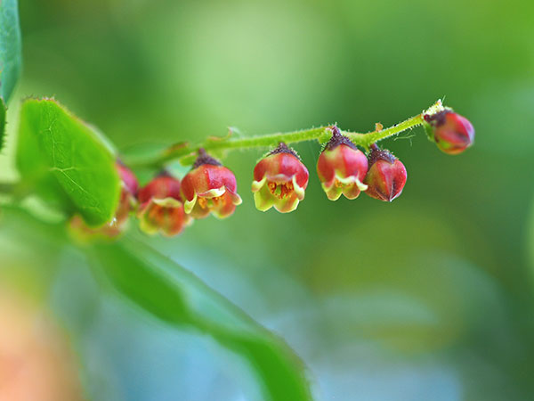 ナツハゼ ナツハゼ