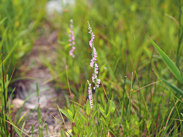 ネジバナ ネジバナ