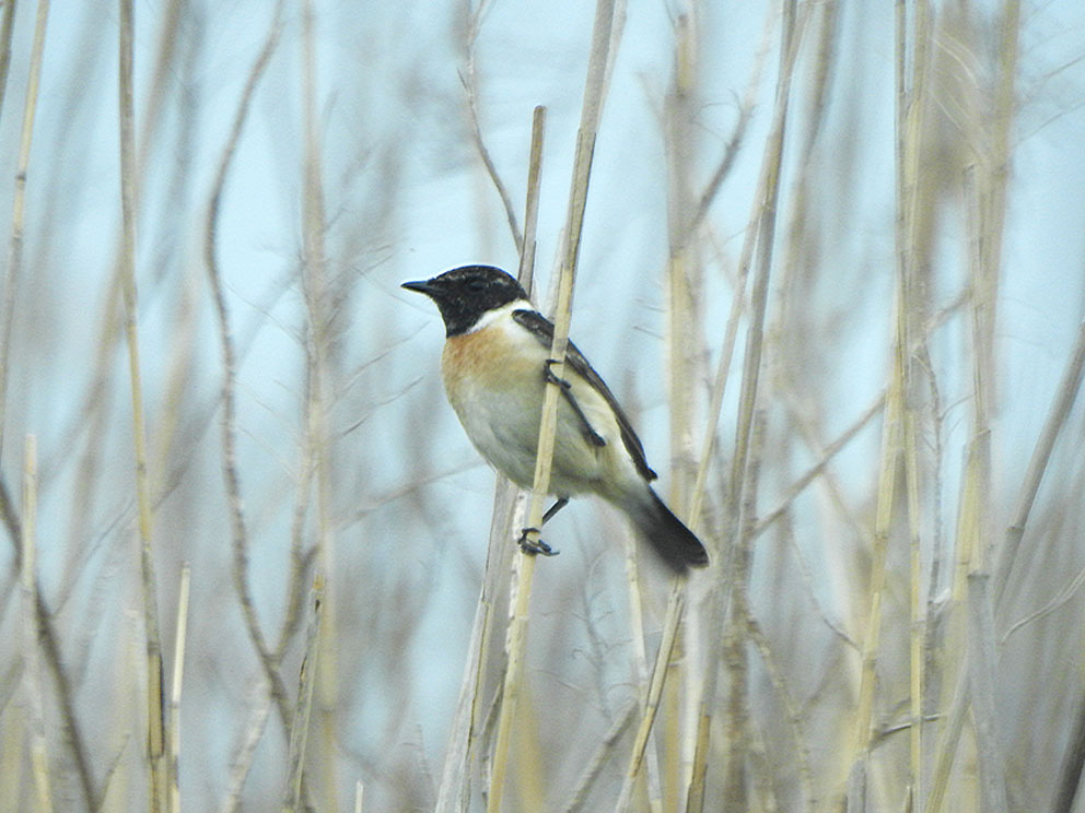 ノビタキ ノビタキ