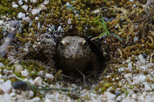 ヌマガエル ヌマガエル