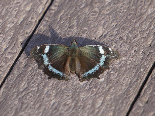 ルリタテハ ルリタテハ