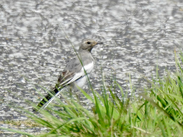 セグロセキレイの幼鳥 セグロセキレイの幼鳥