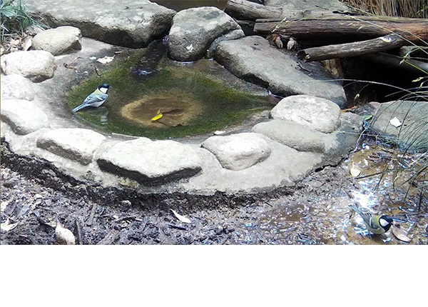 シジュウカラ カルガモ