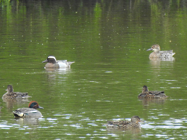 シマアジ シマアジ