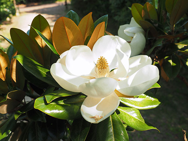 タイサンボクの花 タイサンボクの花