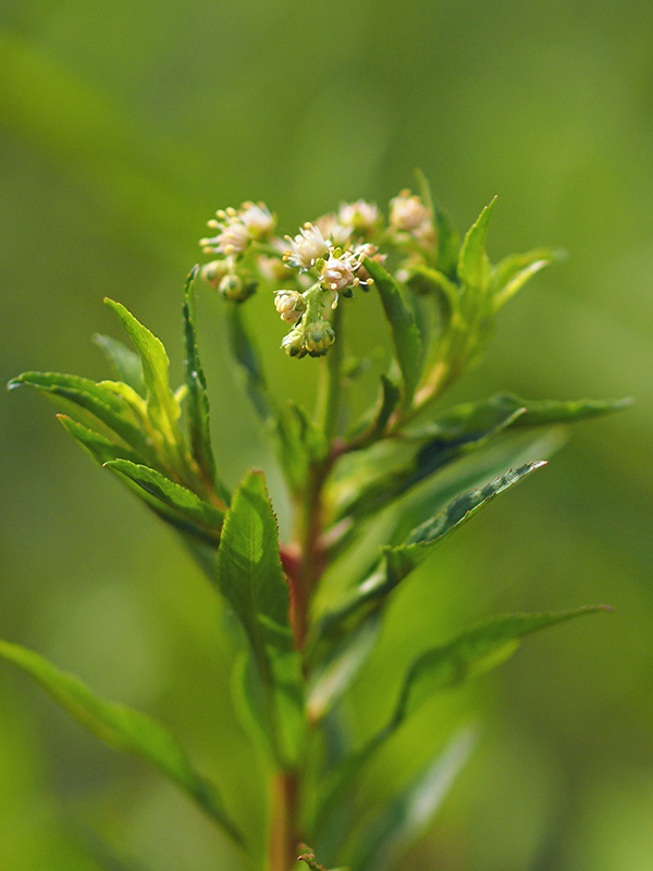 タコノアシ タコノアシ