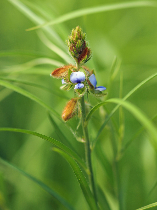 タヌキマメ タヌキマメ