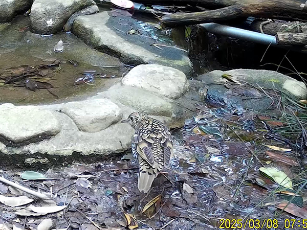 キジバト キジバト