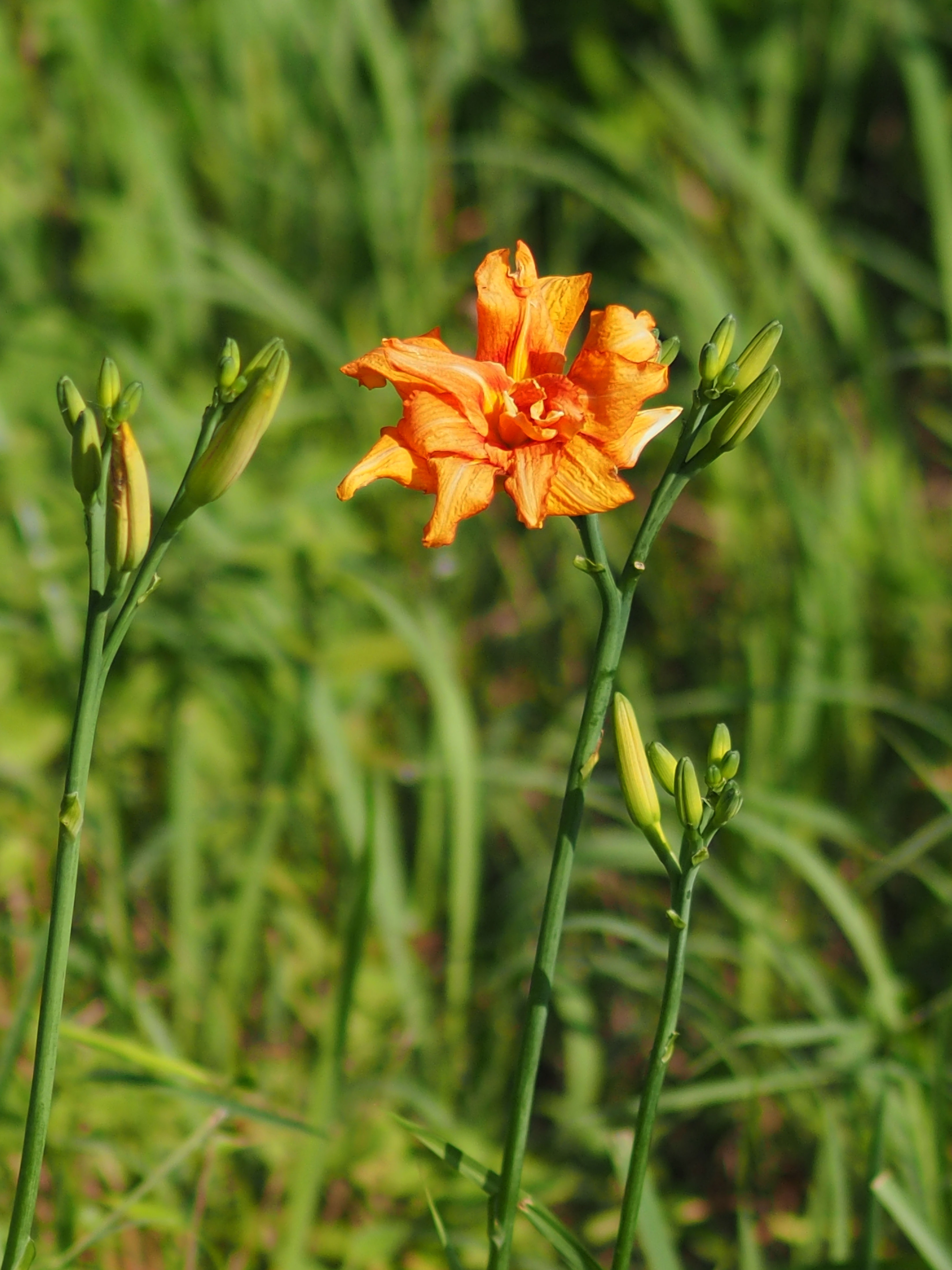 ヤブカンゾウ ヤブカンゾウ