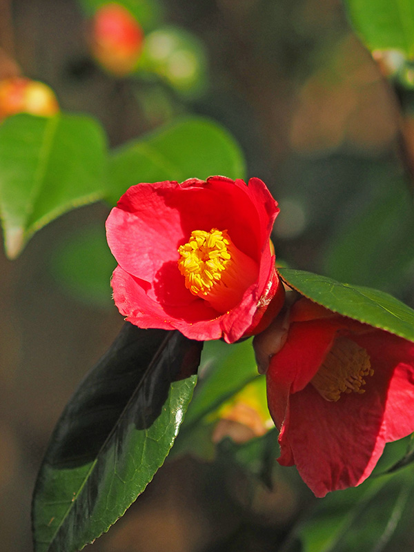 ヤブツバキ ヤブツバキ