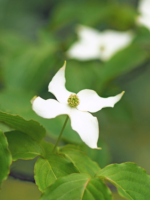 ヤマボウシ ヤマボウシ