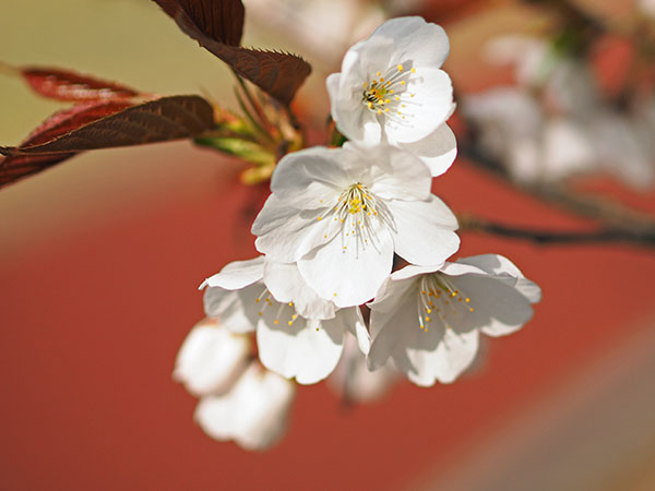 ヤマザクラ ヤマザクラ