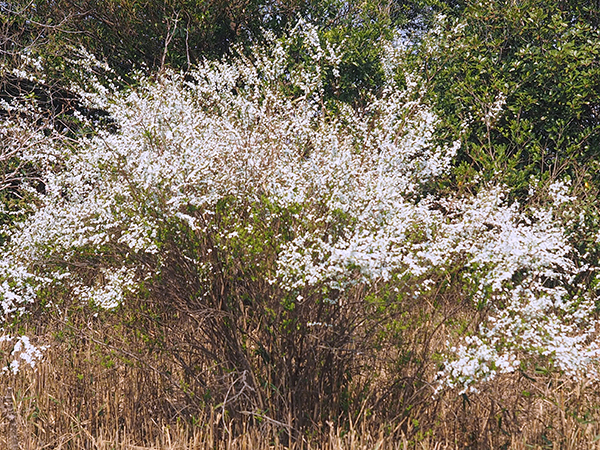 ユキヤナギ ユキヤナギ