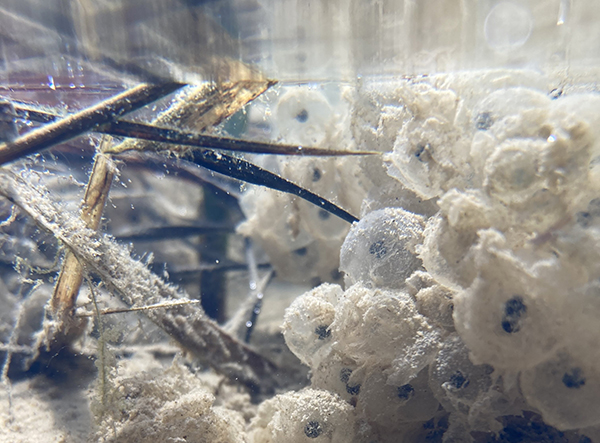 ニホンアカガエル ニホンアカガエル