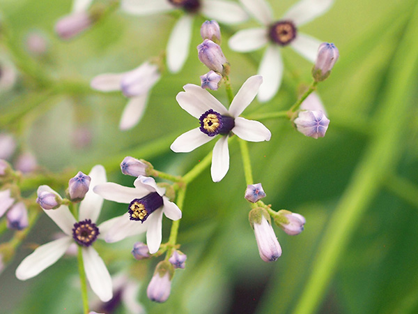 センダン センダン
