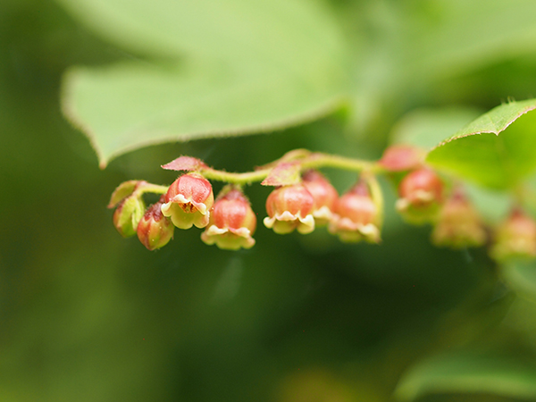 ナツハゼ ナツハゼ