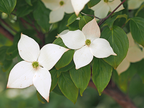 ヤマボウシ ヤマボウシ