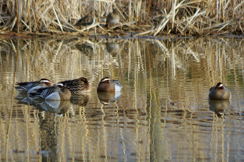 シマアジ シマアジ