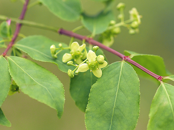 コマユミ コマユミ