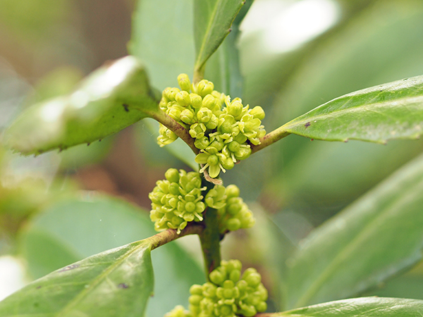 タラヨウ タラヨウ